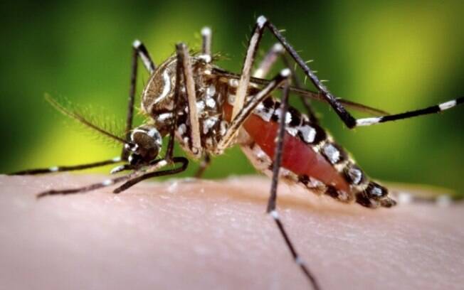 Um ovo do mosquito Aedes aegypti pode sobreviver, em média, por um ano no seco