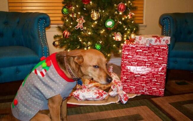 Animais que odeiam o Natal