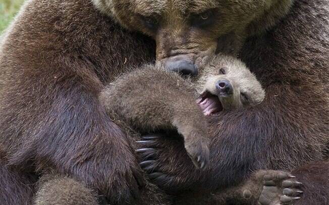O verdadeiro abraço de urso