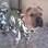 Até o pijama do sharpei Bebê é fashion, como conta Diele Mamprim Momesso. Foto: Arquivo pessoal