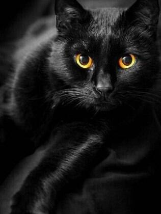 O gato preto ganhou a fama de azar e o significado se junto ao da sexta-feira 13