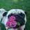 Charme com nome e sobrenome, assim é a cadelinha pug Bete Balanço, fotografada pela dona Lyse Miranda . Foto: Arquivo pessoal