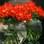 Se os peixes já morreram, use os aquários vazios para decorar a casa com flores. Foto: Eladio Machado