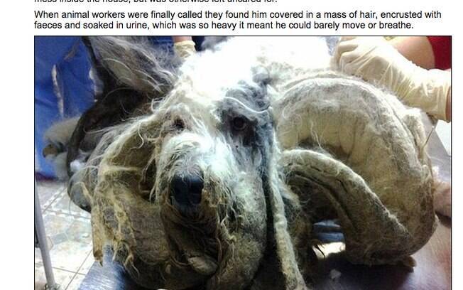 O cão da raça Old English Sheepdog foi abandonado por um ano e, quando encontrado, mal conseguia respirar