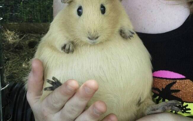 Essa mamãe porquinho-da-índia que parece uma coxinha.