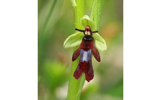 A famosa ‘orquídea-mosca’ é, na verdade, a espécie inglesa Ophrys insectifera. Tal orquídea tem formato semelhante ao do inseto