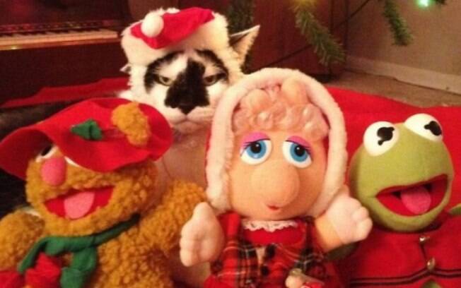 Animais que odeiam o Natal