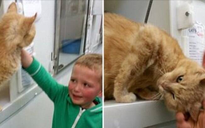 Menino reecontra gato desaparecido há 18 meses.