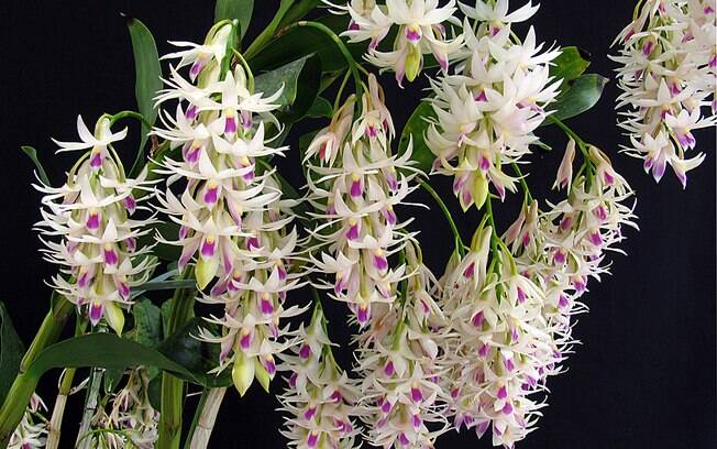Orquídea da espécie Dendrobium amethystoglossum