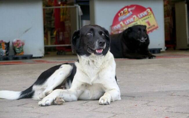 Thor e Neguinha esperam pelo dono em frente ao mercado