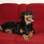 A rottweiler Shytara tomou conta do sofá de Tatiana Priscila da Silva Cardoso. Como convencer a cachorrinha que o sofá não é dela? . Foto: Arquivo pessoal
