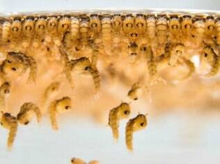 O produto é utilizado em caixas d’água para eliminar larvas do mosquito vetor da dengue, da febre chikungunya e do vírus Zika