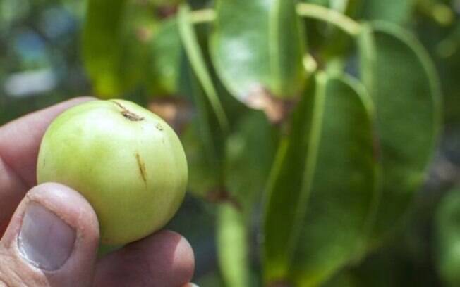 Fruta da mancenilheira tem o aroma e a aparência de uma maçã inglesa, mas é pequena