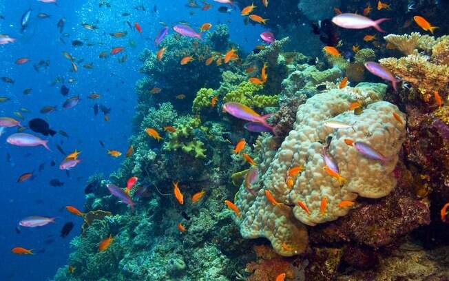 Grande barreira de coral na Austrália 