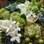 O mix de jasmim, hortênsia, crásulas, ornitogalos e asclepsias é mais indicado durante a primavera. Da Bothanica Paulista. Foto: Divulgação