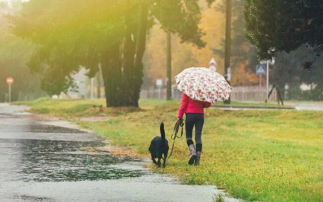 Alguns cachorros precisam passear para fazer xixi até na chuva