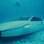 O Lotus Submarine é um híbrido de automóvel e submarino. Ele foi utilizado em um dos filmes do agente secreto inglês James Bond - 007. Foto: Divulgação
