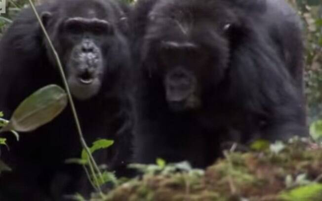 Chimpanzés 'guerreiros', Uganda: cientistas do Parque Nacional Kibale descobriram que os Ngogo exibem disciplina e táticas que lembram soldados. Foto: Reprodução/Youtube