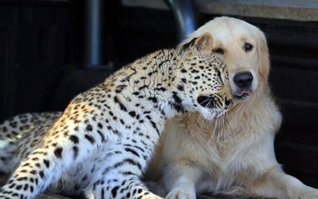 Leopardo e cão, África do Sul: Salati (à esq.) e Tommy são vistos sempre juntos em uma propriedade rural perto de Pretória. Foto: Reprodução/Daily Mail