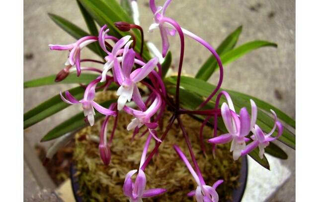 A espécie Neofinetia falcata, do Japão, é também conhecida como ‘orquídea-do-samurai’. A melhor forma de cultivá-la é em cascas, sendo o replante feito no início da primavera