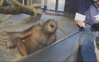 Orangotango cai na gargalhada ao ver truque de mágica