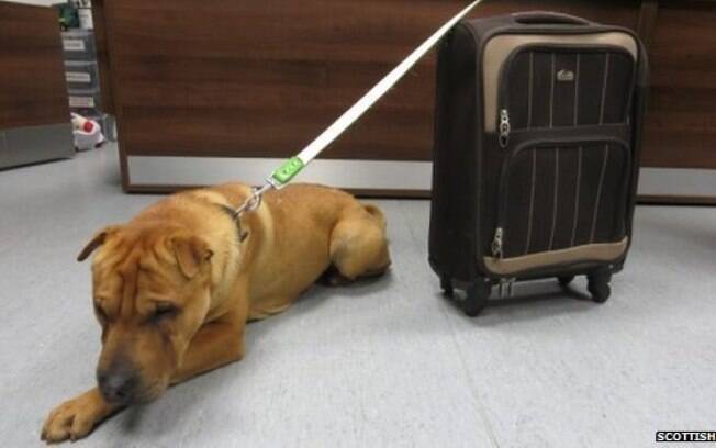 Cachorro é abandonado em estação de trem