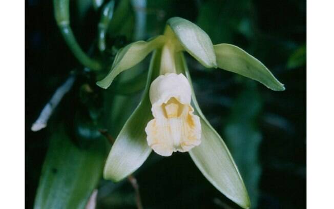 A orquídea Vanilla, de origem mexicana, pertence às plantas trepadeiras e é encontrada em zonas tropicais. O cheiro de baunilha é presente nas flores