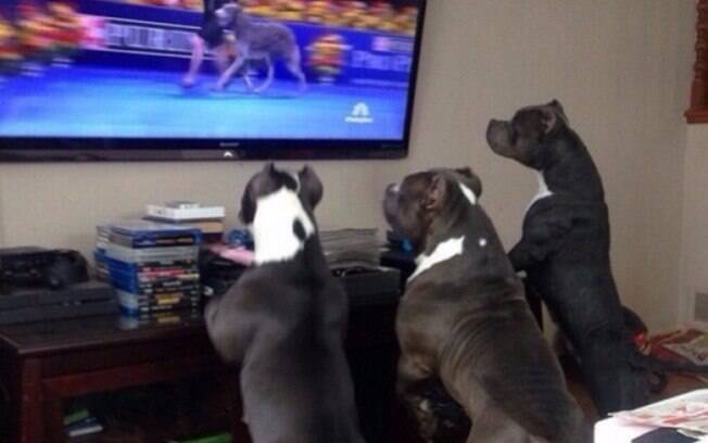 Uns cachorros admirando uma gatinha hehe
