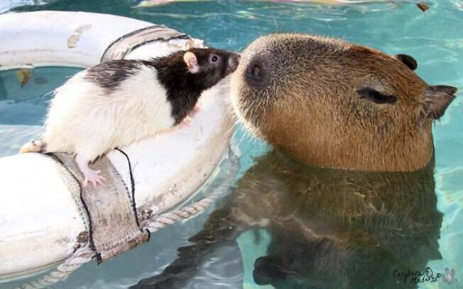 Uma capivara encarando amigavelmente um rato.