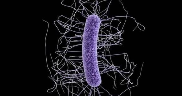 Superbactérias matarão uma pessoa a cada três segundos em 2050