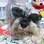 Ariel, a  Schnauzer de Andrea Ferrete, tem 7 anos e é a caçula da casa. Foto: Arquivo pessoal