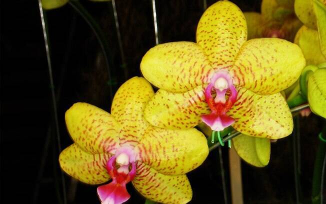 Orquídea da espécie Phal.Golden Omni