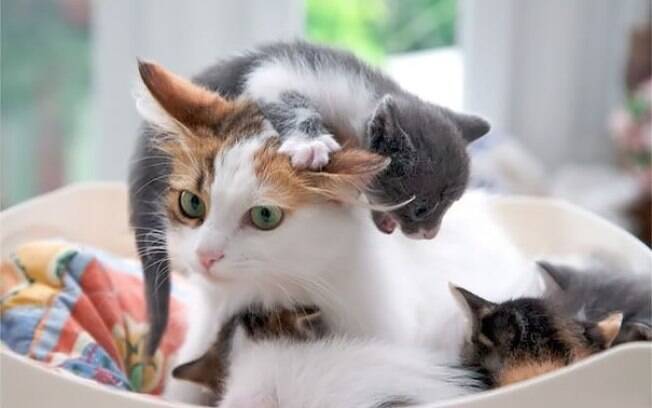 Mãe, mami, mama, mamãe, mãe, miau, mãe