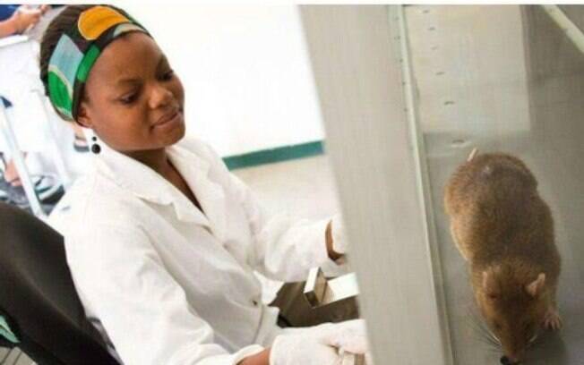 Ratos africanos têm sido usados em laboratórios para a detecção precisa de casos de tuberculose
