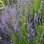 Lavanda. Foto: Arquivo pessoal