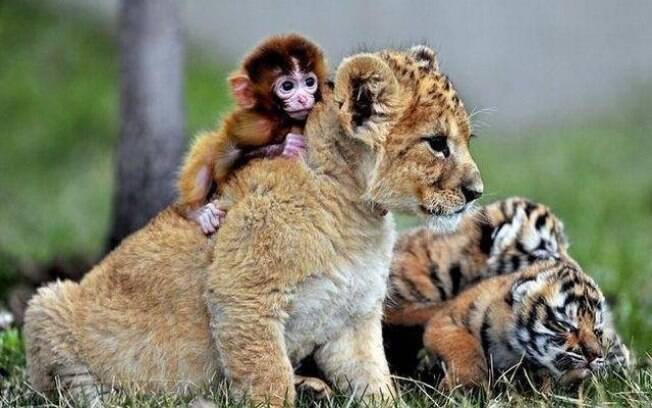 Macaco, leão e tigre, China: zoológico de Shenyang abriga grupo de filhotes 'rejeitados' que se juntaram e convivem em harmonia. Foto: Reprodução/Facebook