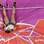 Checa Jirina Ptacnikova falha em tentativa no salto com vara. Foto: Morry Gash/AP