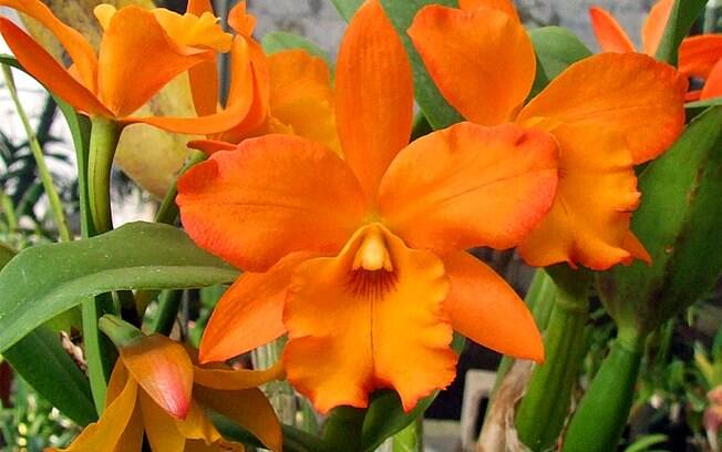 Orquídea da espécie Blc orange nugget kadaoka