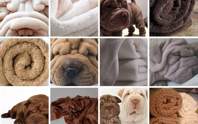 Cachorro ou toalha