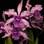 Orquídeas como a espécie Laelia lobata devem ficar em locais iluminados. Foto: Divulgação