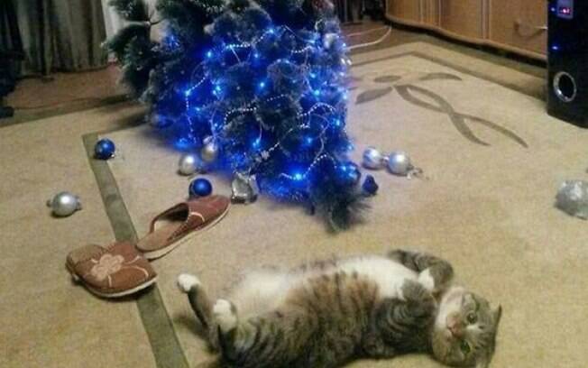 Animais que odeiam o Natal