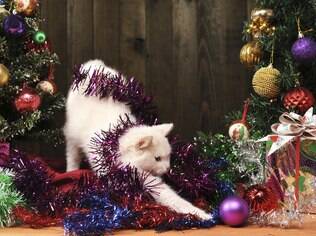 Cuidado com os pets e a decoração de natal