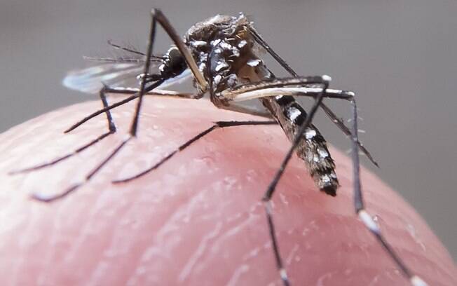 Mosquito Aedes aegypti transmite as doenças dengue, zika vírus e a febre chikungunya