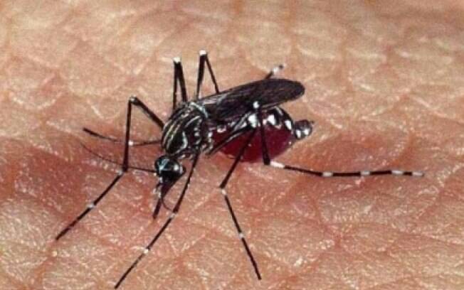 O mosquito Aedes aegypti, responsável pelas transmissões da dengue, zika vírus e chikungunya