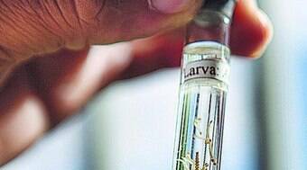 Número de mortes por dengue cai em SP