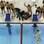 Equipe norte-americana comemora ouro no 4 x 200 m livre masculino. Conquista fez Phelps bater recorde de medalhas olímpicas. Foto: AP