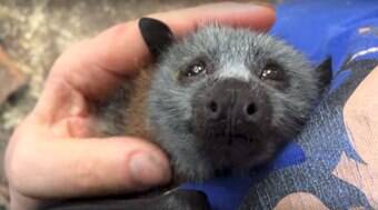 Filhote de morcego recebe carinho e não consegue conter alegria; assista ao vídeo