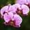 A orquídea Phalaenopsis floresce, em geral, no início da primavera. Foto: Thinkstock Photos