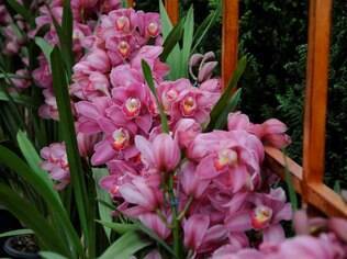 A orquídea da espécie cymbidium pode ser apreciada na mostra do interior de São Paulo
