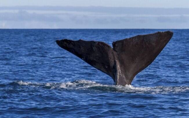 O âmbar cinza, materal fecal das baleias, é produzido por uma parte mínima de cachalotes